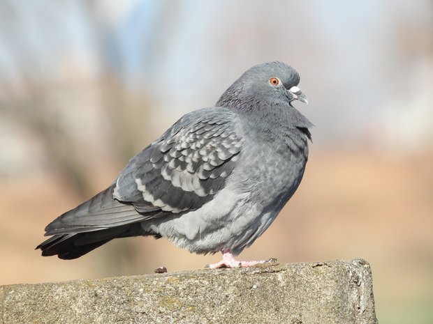 ふくら鳩