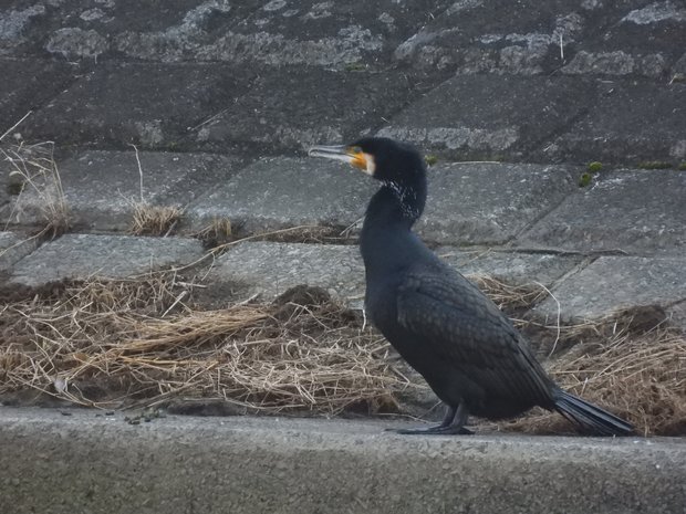 カワウ 2025年1月撮影