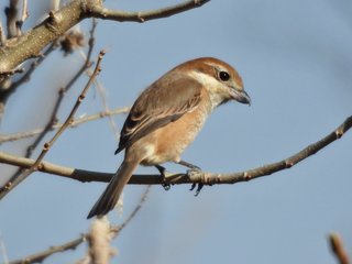 荒川岩渕水門あたりで見られる野鳥〜2025年の記録